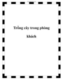 Trồng cây trong phòng khách