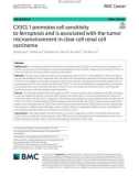 CX3CL1 promotes cell sensitivity to ferroptosis and is associated with the tumor microenvironment in clear cell renal cell carcinoma