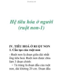 Hệ tiêu hóa ở người (ruột non-1)