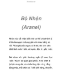 Bộ Nhện (Aranei)