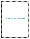 Cách trồng hoa trong chậu