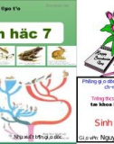 Giáo án điện tử môn sinh học: các loại sâu bọ phổ biến