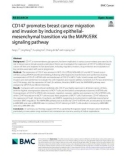 CD147 promotes breast cancer migration and invasion by inducing epithelialmesenchymal transition via the MAPK/ERK signaling pathway