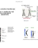 CHƯƠNG 11: NHIỄM SẮC THỂ VÀ SỰ PHÂN BÀO Ở EUKARYOTE