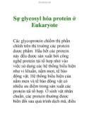 Sự glycosyl hóa protein ở Eukaryote