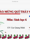 Bài giảng Sinh học 6: Bài 17 - Vận chuyển các chất trong thân - GV. Cao Quang Minh