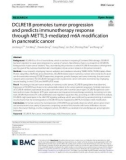 DCLRE1B promotes tumor progression and predicts immunotherapy response through METTL3-mediated m6A modification in pancreatic cancer