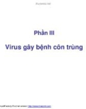 Bài giảng dịch bệnh côn trùng - Virus gây bệnh