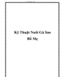 Kỹ Thuật Nuôi Gà Sao Bố Mẹ