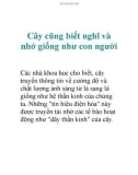 Cây cũng biết nghĩ và nhớ giống như con người