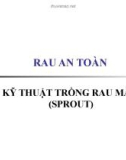 Bài giảng Rau an toàn: Kỹ thuật trồng rau mầm (Sprout)