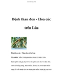 Bệnh than đen - Hoa cúc trên Lúa