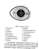 Hướng dẫn kỹ thuật chăn nuôi gà công nghiệp part 8