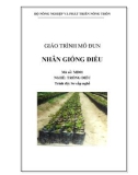 Giáo trình Nhân giống điều - MĐ01: Trồng điều