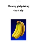 Phương pháp trồng chuối tây