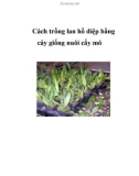 Cách trồng lan hồ điệp bằng cây giống nuôi cấy mô