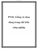 PT18: Giống cà chua dùng trong chế biến công nghiệp