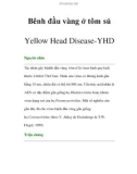 Bênh đầu vàng ở tôm sú -Yellow Head Disease-YHD