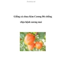 Giống cà chua Kim Cương Đỏ chống chịu bệnh sương mai .Với mục tiêu chọn