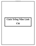 Cách Trồng Nấm Linh Chi tốt