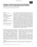 Báo cáo khoa học: Induction of uPA gene expression by the blockage of E-cadherin via Src- and Shc-dependent Erk signaling