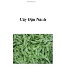 Cách trồng Cây Đậu Nành