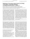 Báo cáo khoa học: Identiﬁcation of two cysteine residues involved in the binding of UDP-GalNAc to UDP-GalNAc: polypeptide N-acetylgalactosaminyltransferase 1 (GalNAc-T1)