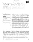 Báo cáo khoa học: Identiﬁcation of a glycosphingolipid transfer protein GLTP1 in Arabidopsis thaliana