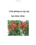 Cách phòng trị rệp sáp hại chôm chôm