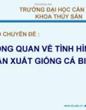 Tổng quan về tình hình sản xuất giống cá biển