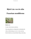 Bệnh Lúa von do nấm Fusarium moniliforme