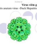 Bài giảng Virus học thú y: Virus viêm gan vịt - PGS.TS. Nguyễn Bá Hiên