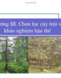 Giống Cây Rừng - Chương 3