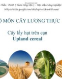 Bài giảng Cây lấy hạt trên cạn: Cây ngô