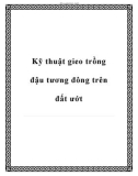 Kỹ thuật gieo trồng đậu tương đông trên đất ướt