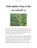 Kinh nghiệm trồng củ đậu xen canh gối vụ