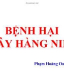 Bệnh cây hàng niên