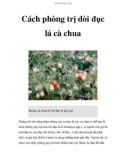 Cách phòng trị dòi đục lá cà chua