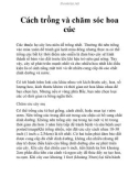 Cách trồng và chăm sóc hoa cúc