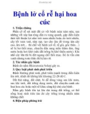 Bệnh lở cổ rễ hại hoa cúc