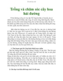 Trồng và chăm sóc cây hoa hải đường