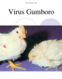 Bài giảng Virus học thú y: Virus Gumboro - PGS.TS. Nguyễn Bá Hiên