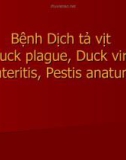 Bài giảng Bệnh dịch tả vịt (Duck plague, Duck virus enteritis, Pestis anatum)