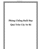 Phòng Chống Ruồi Đục Quả Trên Cây Sơ Ri