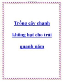 Trồng cây chanh không hạt cho trái quanh năm