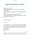 Qui trình trồng Cà Chua