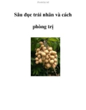 Sâu đục trái nhãn và cách phòng trị