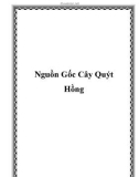 Nguồn Gốc Cây Quýt Hồng