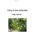 Giống cà chua chống bệnh vàng xoăn lá