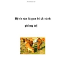 Bệnh sán lá gan bò & cách phòng trị